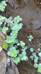 Rotala rotundifolia