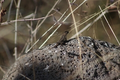 Sceloporus spinosus