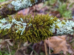 Cryphaea glomerata