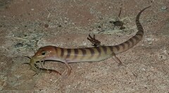 Eremiascincus richardsonii