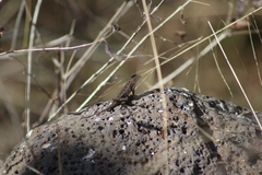 Sceloporus spinosus