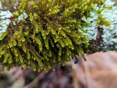 Cryphaea glomerata