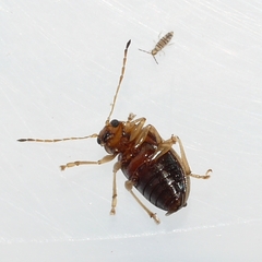 Colaspis brunnea
