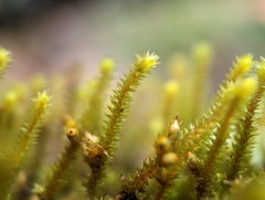 Cryphaea glomerata