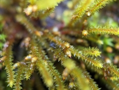 Cryphaea glomerata