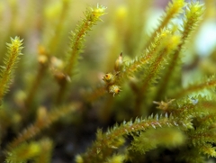 Cryphaea glomerata