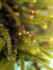 Cryphaea glomerata