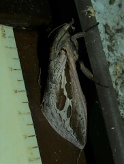 Abantiades labyrinthicus