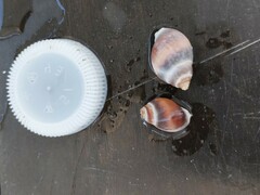 Buccinastrum deforme