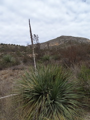 Dasylirion cedrosanum