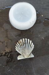 Aequipecten tehuelchus