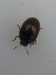 Ditropidus compactus