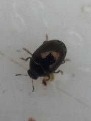 Ditropidus compactus