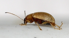 Colaspis brunnea