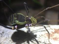 Geraeocormobius sylvarum