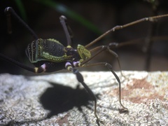 Geraeocormobius sylvarum