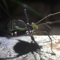 Geraeocormobius sylvarum