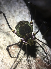 Geraeocormobius sylvarum