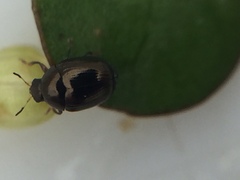 Ditropidus compactus