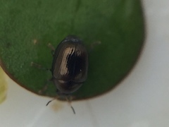 Ditropidus compactus