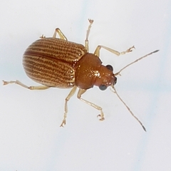 Colaspis brunnea