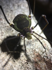 Geraeocormobius sylvarum