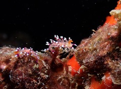 Coryphellina exoptata