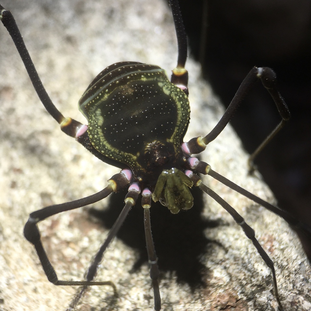 Geraeocormobius sylvarum