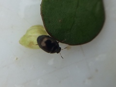 Ditropidus compactus