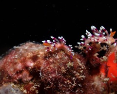 Coryphellina exoptata