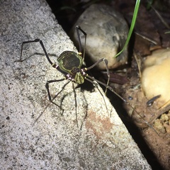 Geraeocormobius sylvarum