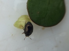 Ditropidus compactus