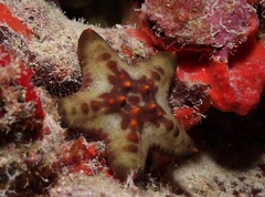 Pentaceraster cumingi