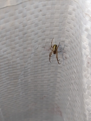 Phonognatha graeffei