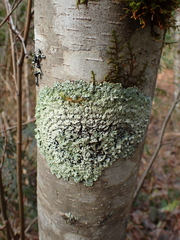 Menegazzia
