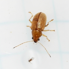 Colaspis brunnea