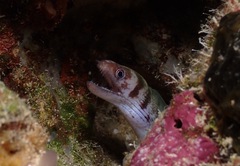 Gymnothorax gracilicauda