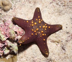 Pentaceraster cumingi