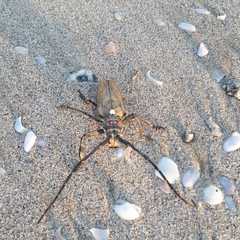 Batocera rufomaculata