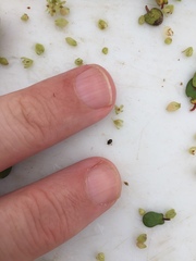 Ditropidus compactus