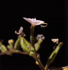 Stylidium yilgarnense