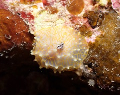 Halgerda terramtuentis