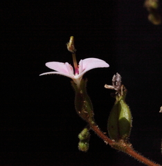 Stylidium yilgarnense
