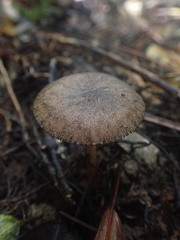 Pluteus perroseus