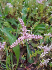 Sedum pulchellum