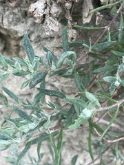 Extriplex californica