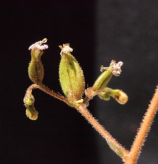 Stylidium yilgarnense