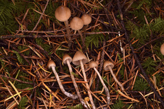 Psilocybe pelliculosa