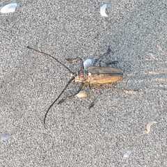 Batocera rufomaculata
