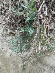 Extriplex californica